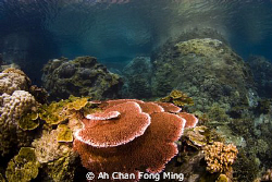 Taken by Nikon D200. at Tanggol, Malaysia by Ah Chan Fong Ming 